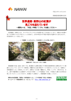 世界遺産・高野山の紅葉が 見ごろを迎えています