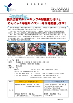 横浜公園でチューリップの球根植え付けと こんにゃく芋掘りイベントを同時