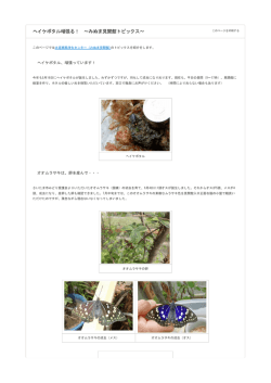 見聞館トピックス(H28.8オオムラサキとホタル)（PDF形式