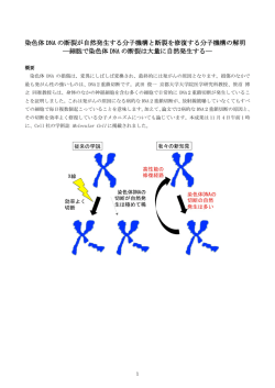 染色体 DNA の断裂が自然発生する分子機構と断裂を修復