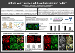 Einfluss von Filaminen auf die Aktindynamik im Podozyt