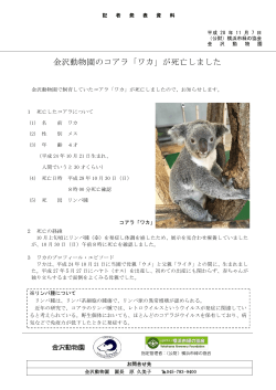金沢動物園のコアラ「ワカ」が死亡しました