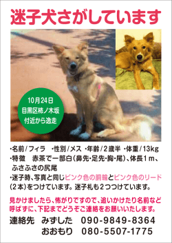 迷子犬さがしています