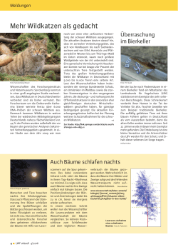 Mehr Wildkatzen als gedacht - Bayerische Landesanstalt für Wald