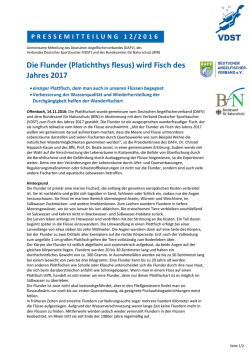 Die Flunder (Platichthys flesus) wird Fisch des Jahres 2017
