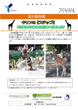 金沢動物園 キリンの『ステップ』