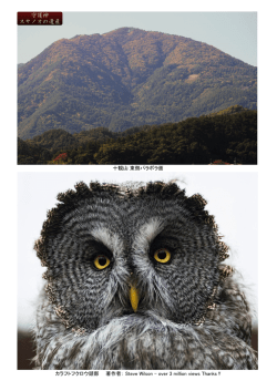 ブログ写真 十観山とフクロウ頭部