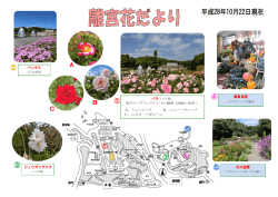 花の庭園 観賞温室 ジュウガツザクラ ペンタス A．ミュージック B．ニュー