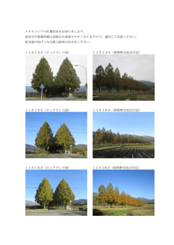 メタセコイアの紅葉状況をお知らせします。 ※雨天や落葉時期は道路が