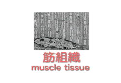 筋組織 Histology11