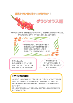 花のソコが知りたい！&rdquo; vol.38 グラジオラス編