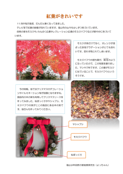 モミジがきれいに色づいています (PDFファイル)