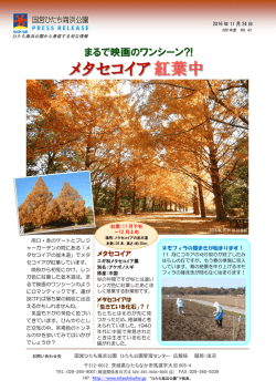 紅葉中 メタセコイア - 国営ひたち海浜公園