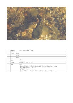 標準和名 アゴハゼ？ドロメ？ ハゼ科 呼び方 浦郷 美田 別府 大きさ