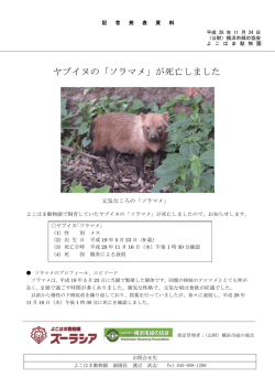ヤブイヌの「ソラマメ」が死亡しました