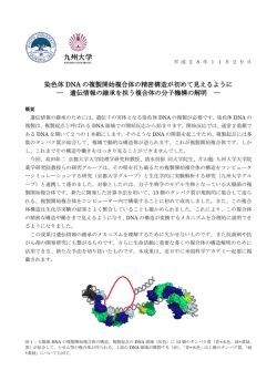 染色体 DNA の複製開始複合体の精密構造が初めて見える