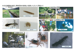 水生生物調査の様子（調査団体の皆様より提供いただいた写真より）