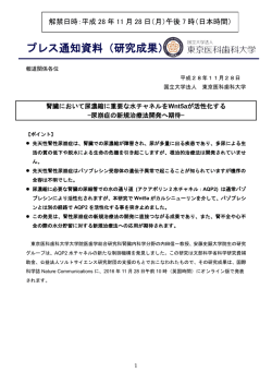 腎臓において尿濃縮に重要な水チャネルをWnt5aが