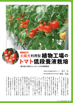 植物工場の トマト低段養液栽培