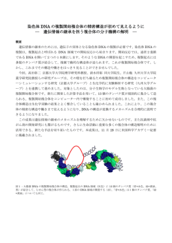 染色体 DNA の複製開始複合体の精密構造が初めて見える