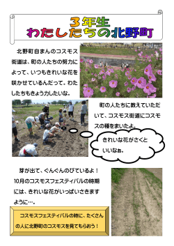 北野町自まんのコスモス 街道は、町の人たちの努力に よって、いつも