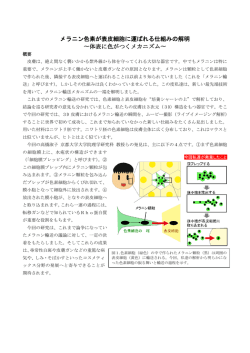 メラニン色素が表皮細胞に運ばれる仕組みの解明 〜体表に