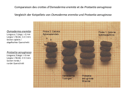 Comparaison des crottes d`Osmoderma eremita et de Protaetia