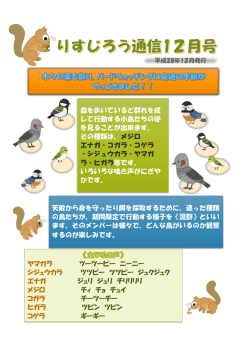 森を歩いていると群れを成 して行動する小鳥たちの姿 を見ることが出来