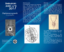 Diaphanoeca grandis - Deutsche Gesellschaft für Protozoologie
