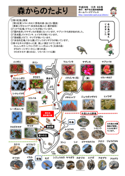 森からのたより