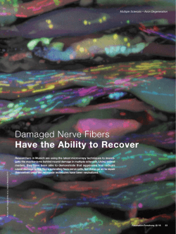 Damaged Nerve Fibers Have the Ability to Recover