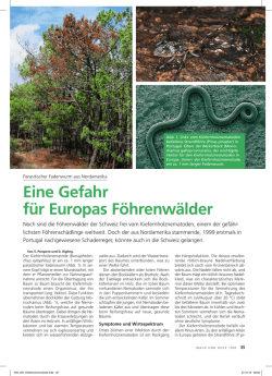 Eine Gefahr f&uuml;r Europas F&ouml;hrenw&auml;lder