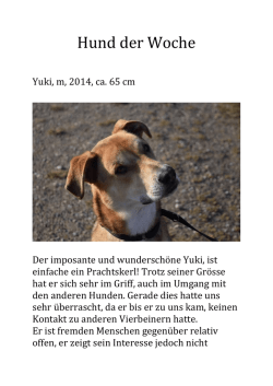 Hund der Woche - Tiervermittlungen