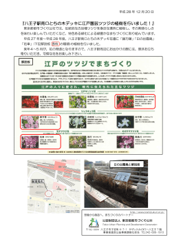 八王子駅南口とちの木デッキに江戸園芸ツツジを植樹しました！（PDF