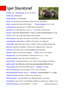 Igel Steckbrief