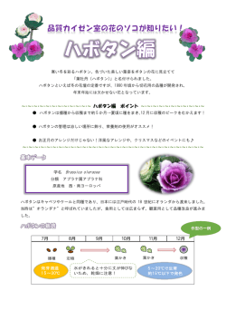 花のソコが知りたい！&rdquo; vol.40 ハボタン編