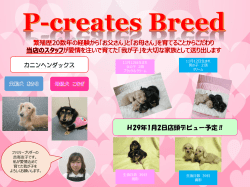 自社繫殖のわんちゃん情報