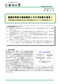 薬剤性腎症の発症機序とその予防薬を発見！