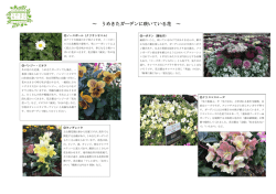 ～ うめきたガーデンに咲いている花 ～