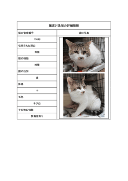 譲渡対象猫の詳細情報
