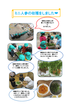 ミニ人参の収穫をしました