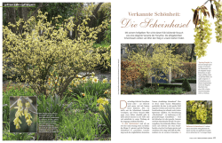 PDF-Datei - Mein schöner Garten