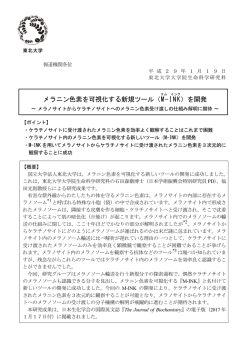 メラニン色素を可視化する新規ツール（M