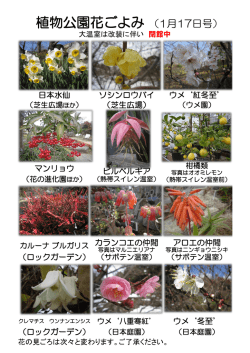 植物公園花ごよみ （1月17日号）