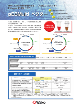 pEBMulti ベクター