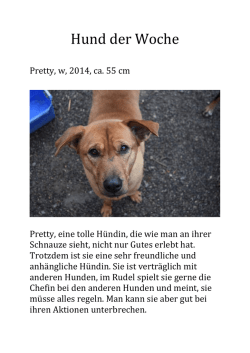 Hund der Woche - Tiervermittlungen