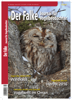 Herbst 2016 Vogelwelt im Oman Waldkauz
