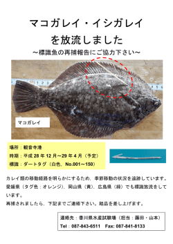 マコガレイ・イシガレイ を放流しました