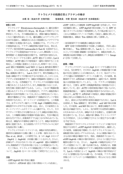テトラヒメナの飢餓応答とアクチンの働き