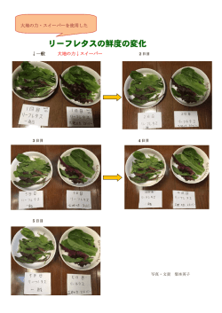 リーフレタスの鮮度の変化